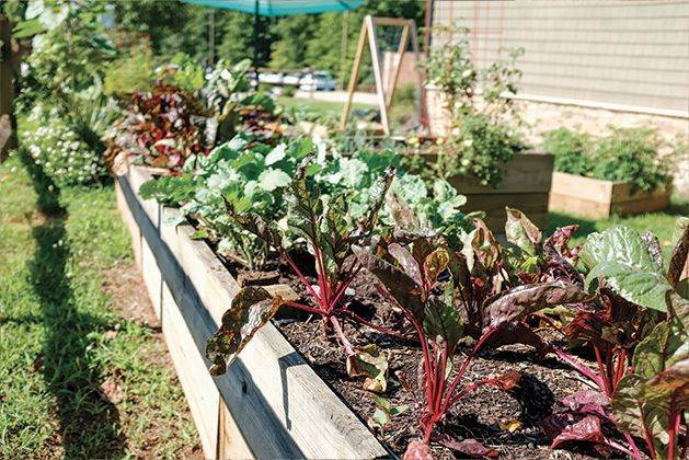 article-image_potager.jpg